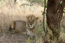 Serengeti_14