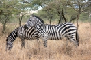 Serengeti_19