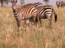 Serengeti_1